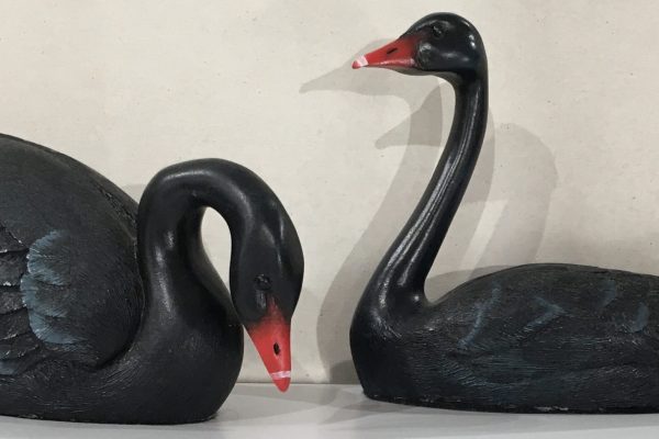 Feathers of Knysna, Black Swans