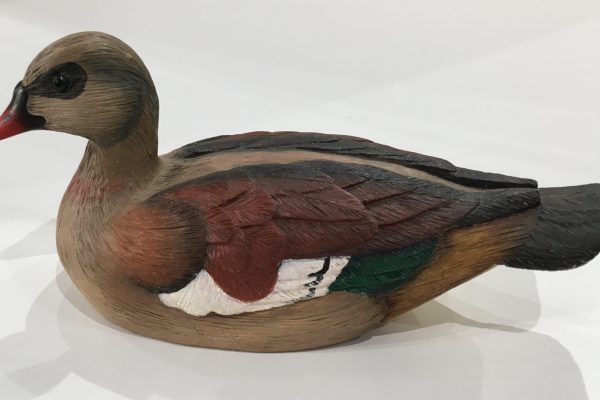 Feathers of Knysna, Egyptian Goose