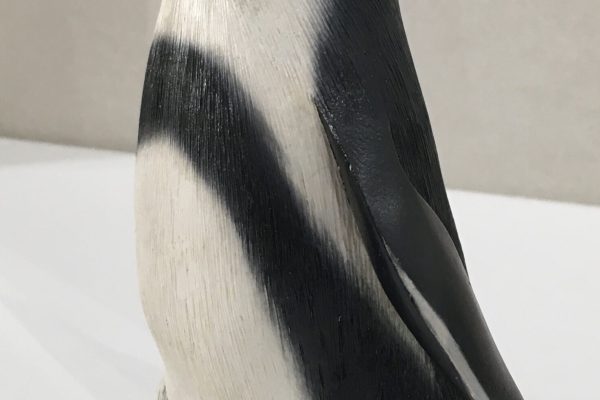 Feathers of Knysna, Jackass Penguin